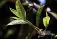 云茶大典：茶树对生长环境的要求之光照