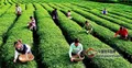 国内茶产业缺乏龙头：茶企开始寻求联盟，实现抱团发展