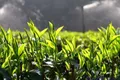 普洱茶“绿色文化”对当今茶饮的意义和作用