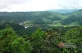 普洱无量山公平村古树茶