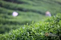 深度分析︱茶业未来的发展前景在哪里？