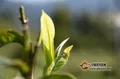 茶葉深加工產(chǎn)品：茶膏、速溶茶、超微茶粉