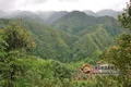 普洱市无量山绿山村茶王树