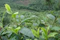双江县2017年春夏茶总产量9574.7吨，实现茶叶总产值52625.65万元