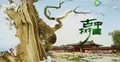 央视4套《中国古树》播出云南凤庆“锦绣茶祖”