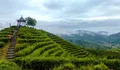 建設(shè)生態(tài)茶園的作用及其要求