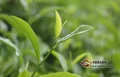广南2016年末茶叶总产值达5.02亿元，2017年荣获现代农业茶产业“十强县”等殊荣