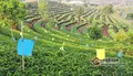云南思茅区打造茶产业发展新格局