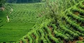 1-10月全市茶产业 综合产值超200亿元