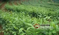 云南广南县预计带动者戛村茶农增收200万元