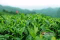 未来一年（2018年），茶行业将会呈什么发展趋势？