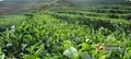 云南省茶产业发展行动方案