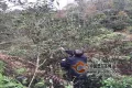 省级专家到广南采集野生古茶树样本，为后续茶树资源开发提供科学依据