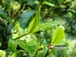 勐库茶区及勐库古树茶特点