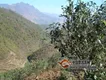 云南普洱茶山：忙肺古茶山普洱茶品质特点