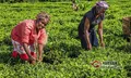肯尼亚2017年茶叶出口量同比下降13%