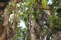 云南的原始物种的茶树可分为三个代级