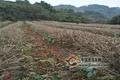 广南茶技站开展2018年茶叶化肥减量增效试验项目