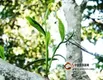 云南普洱茶山：关于普洱茶4大产区