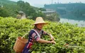 云南普洱茶园，游客可采茶 制茶做茶饼 好不惬意！