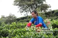 又到一年春茶季，贡茶之乡易武茶农开始大量采摘春茶