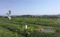 双江：茶香里的乡村振兴