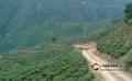 红河县垤玛乡发展茶叶产业助推精准扶贫