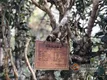 《普洱市古茶树资源保护条例》获省人大常委会批准