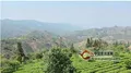 龙生茶业在普洱建设万亩有机茶庄园