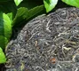 鉴别︱春茶季，买普洱春茶小心买到“翻新茶”