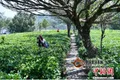 2018云南明前茶量价齐增，高优生态茶园鲜叶均价增幅超30%