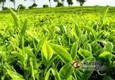权威发布：2018中国春茶产销形势分析报告