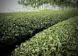 先海茶厂确保有机茶园建设，带动茶农脱贫致富