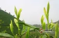 白茶茶树的种植技术