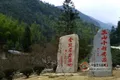 福建正山小种红茶价格