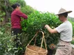 武夷岩茶的制作工艺流程