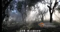 【视频】勐海古茶山古茶树，你认识多少？