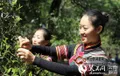人民网︱云南古茶树屡遭破坏，立法为古茶树撑起“保护伞”