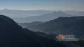 老乌山：普洱最具潜力古茶山