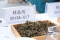第十三届云南茶博会暨斗茶大赛  为云茶产业发展助力