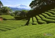 雪水云绿茶发展历史