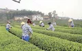 三合茶产业的快速发展 激发了农民种茶的积极性