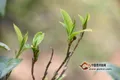 “云茶标识”助力云茶产业健康发展