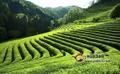 瑞州黄檗茶发展历史