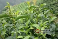 无公害茶叶高效种植技术，茶树虫害的物理防治！