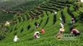 漳平水仙茶的产地环境