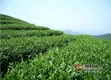 春语茶茶树的栽培管理