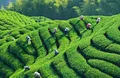 手工茶为四川银木村茶产业发展提供新路子