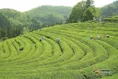七境堂绿茶采制工艺