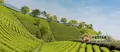 农业银行 出台专项政策推动茶产业发展